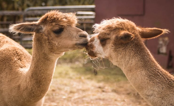 Discover the alpacas at canungra valley village